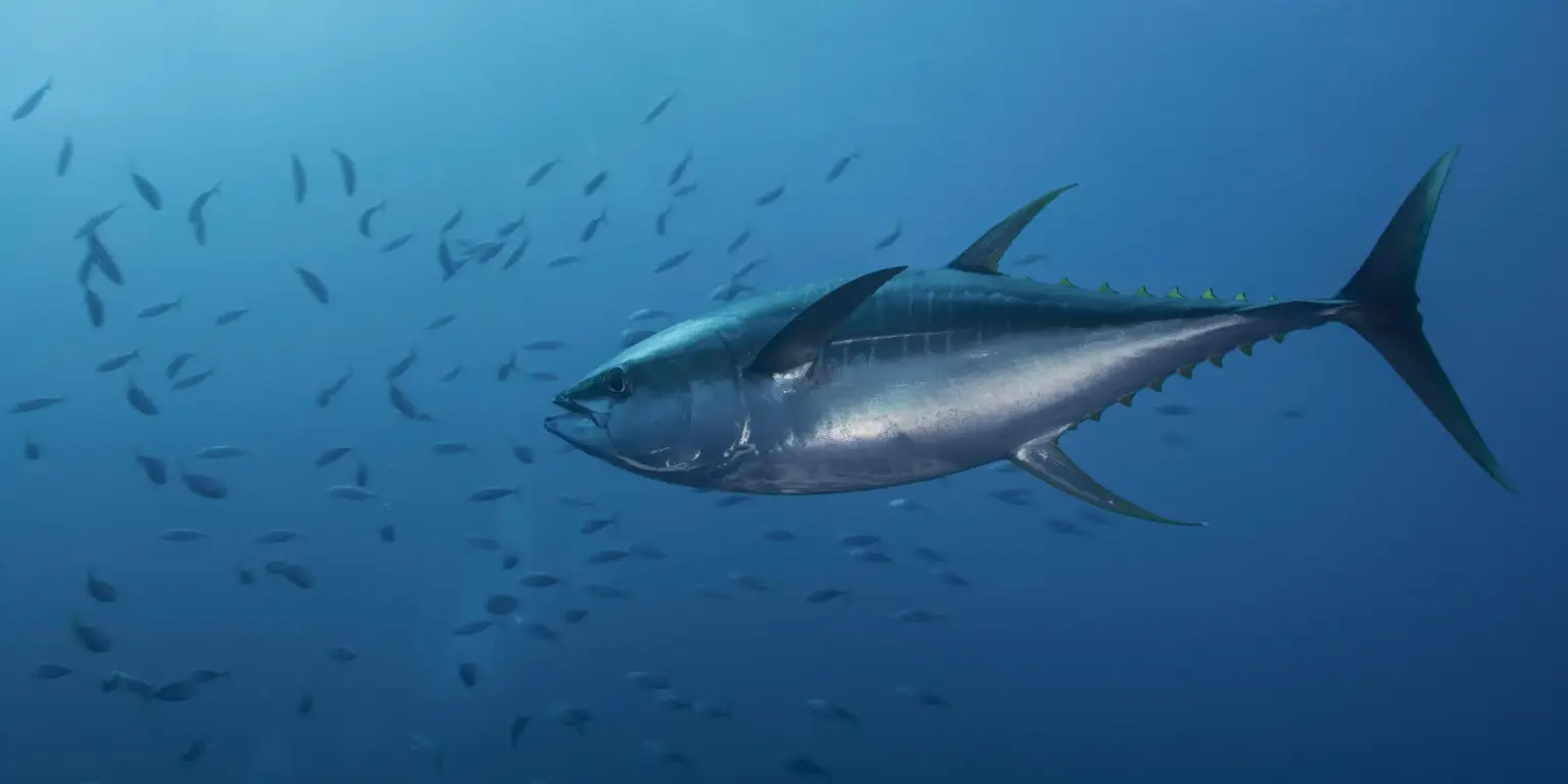 BrudyLactancia aporta DHA mediante aceite de pescado concentrado (Tridocosahexaenoína-AOX®) purificado para evitar el riesgo de metales pesados presente en pescados de gran tamaño BrudyLactancia aporta DHA mediante aceite de pescado concentrado (Tridocosahexaenoína-AOX®) purificado para evitar el riesgo de metales pesados presente en pescados de gran tamaño