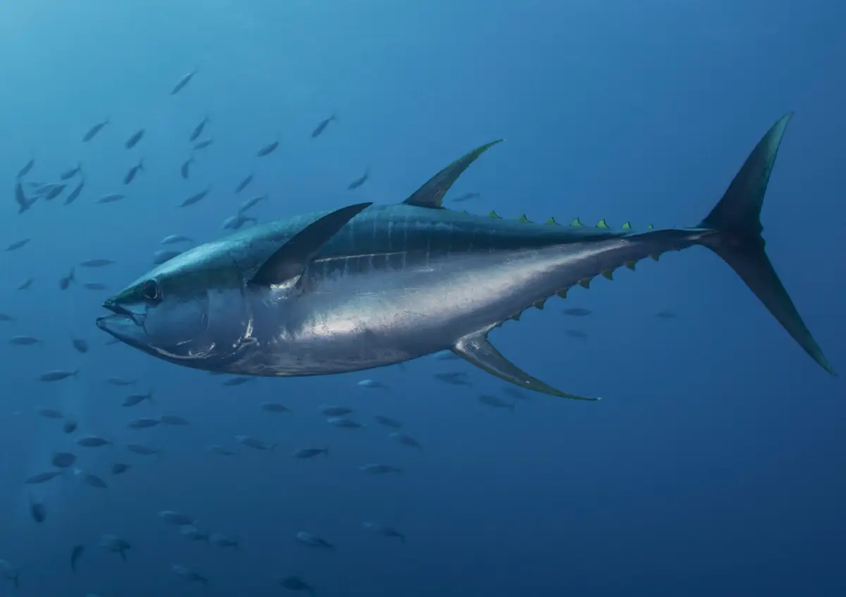 BrudyLactancia aporta DHA mediante aceite de pescado concentrado (Tridocosahexaenoína-AOX®) purificado para evitar el riesgo de metales pesados presente en pescados de gran tamaño BrudyLactancia aporta DHA mediante aceite de pescado concentrado (Tridocosahexaenoína-AOX®) purificado para evitar el riesgo de metales pesados presente en pescados de gran tamaño