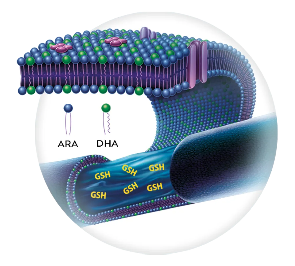 Representación de la molécula DHA Tridocosahexanoína-AOX, triglicérido de ácidos grasos omega-3